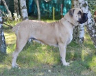 BOERBOEL